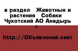  в раздел : Животные и растения » Собаки . Чукотский АО,Анадырь г.